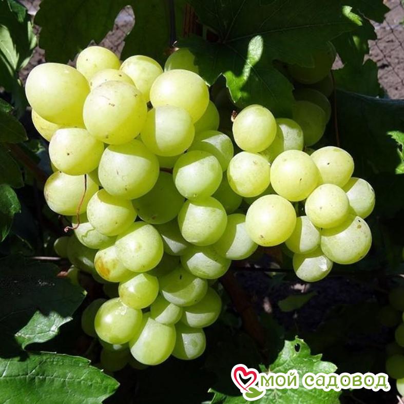 Виноград Валек мускатный