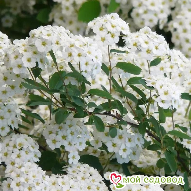 Спирея ниппонская "Сноумаунд" (Snowmound)