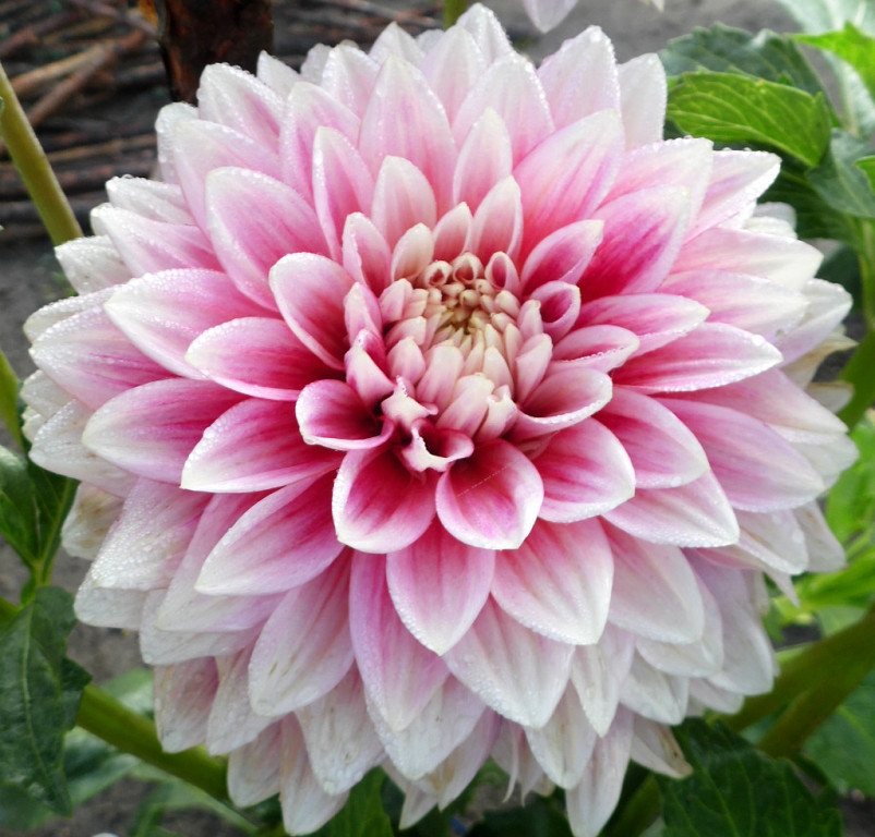 Георгина декоративная Эванах(EVANAH)