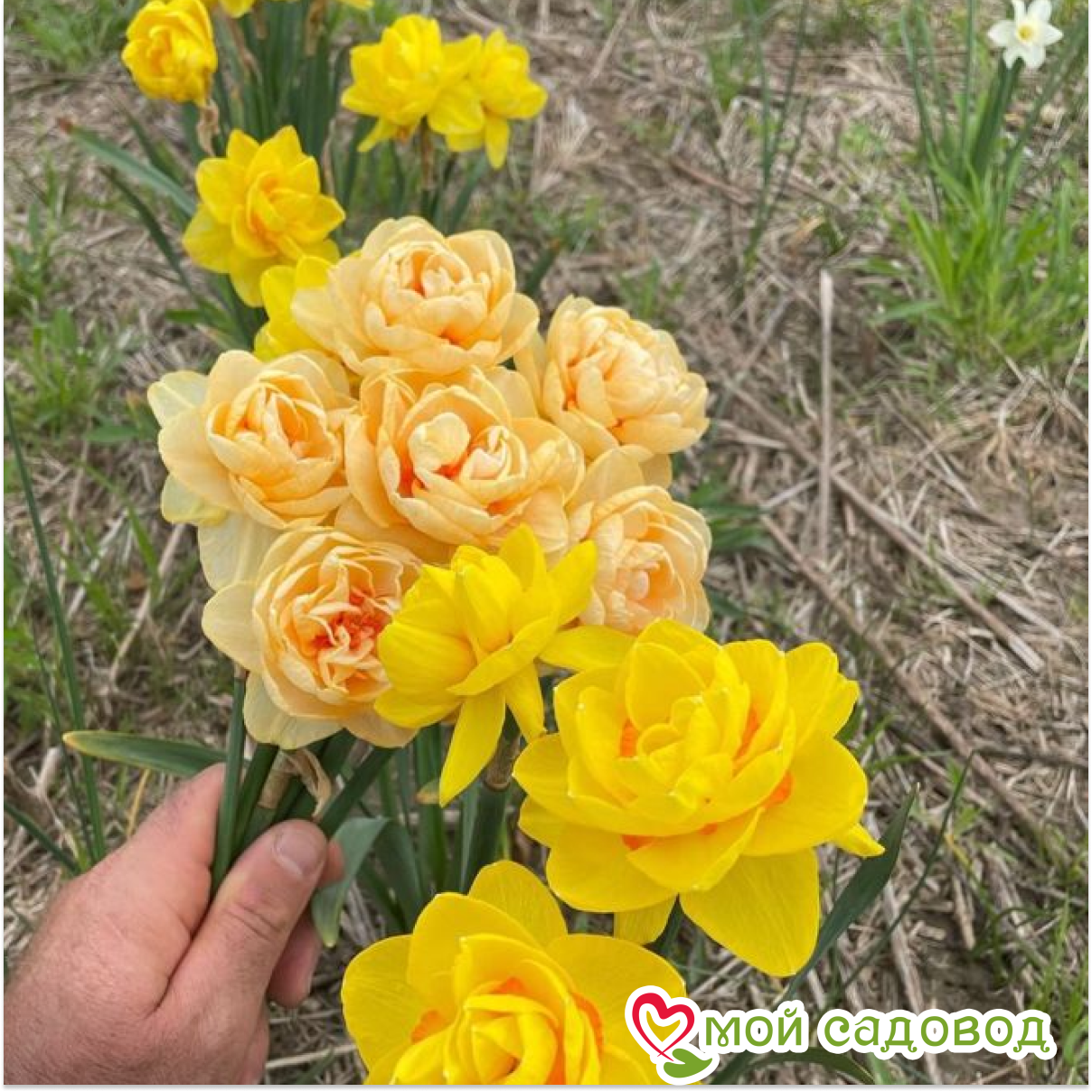 Нарцисс Таити махровый
